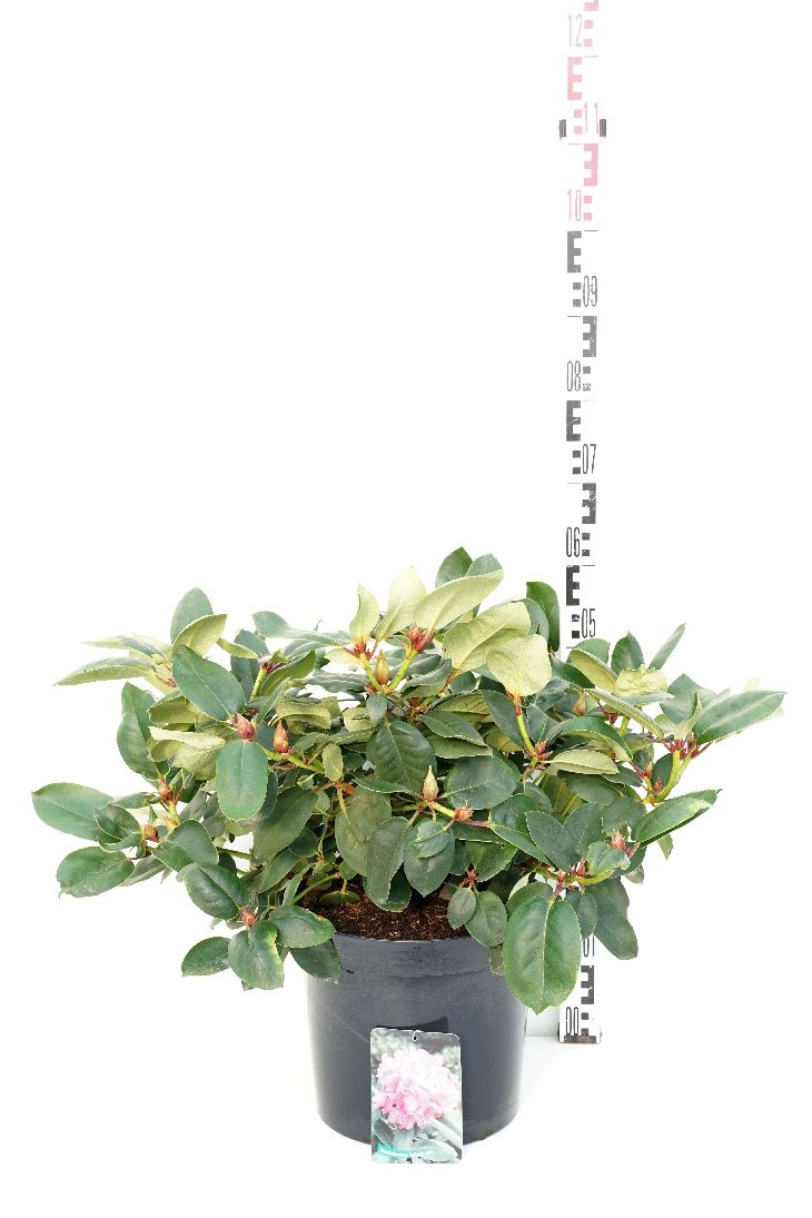 Rhododendron &
