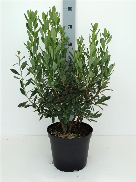 Rhododendron atlanticum 40-50 cm C5 (5 liters kruka)