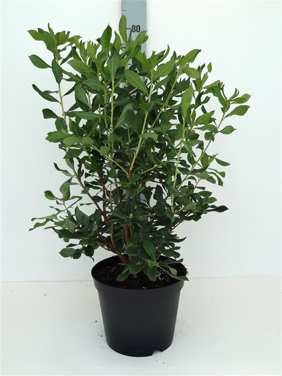 Rhododendron austrinum C5 (5 liters kruka) 40-50 cm
