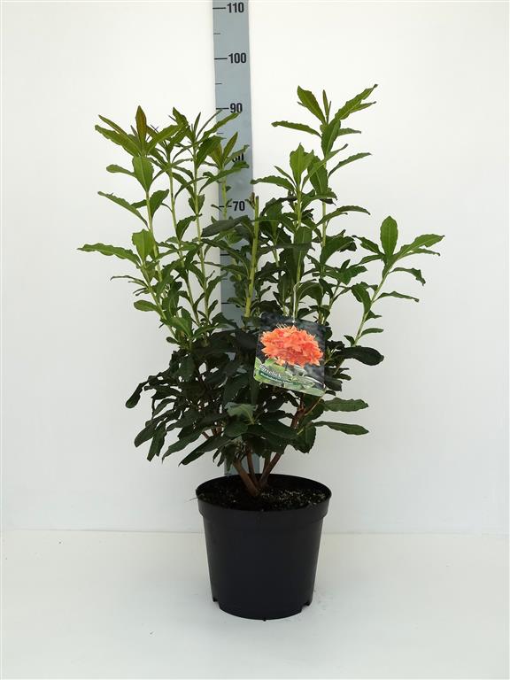 Rhododendron &