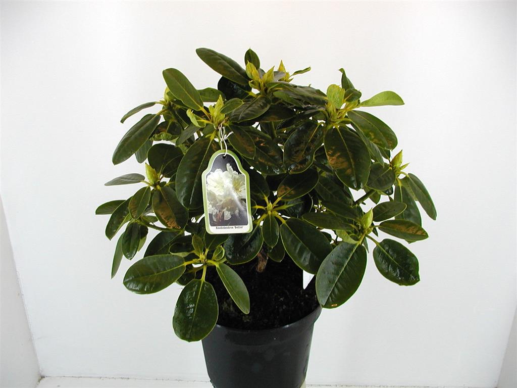 Rhododendron &