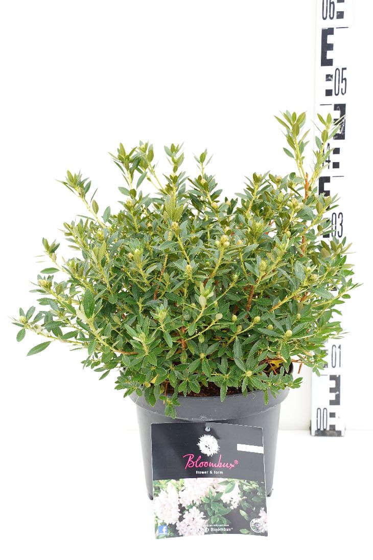 Rhododendron &