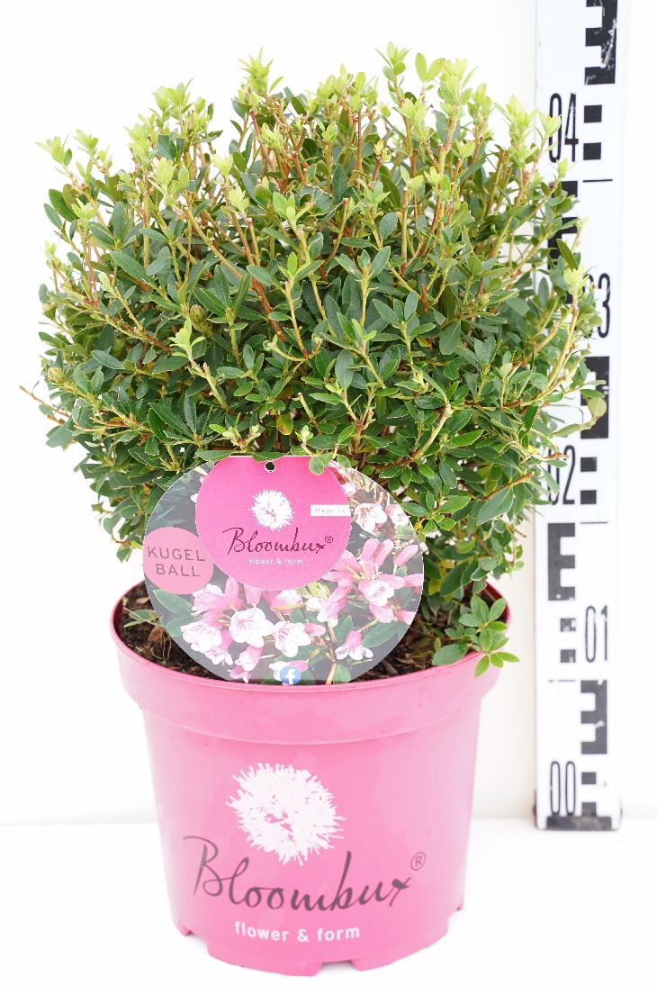 Rhododendron &