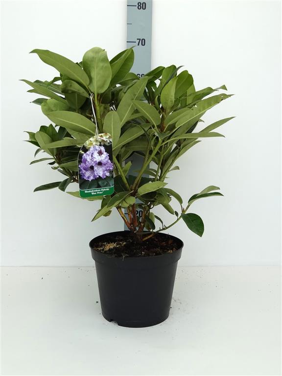 Rhododendron &