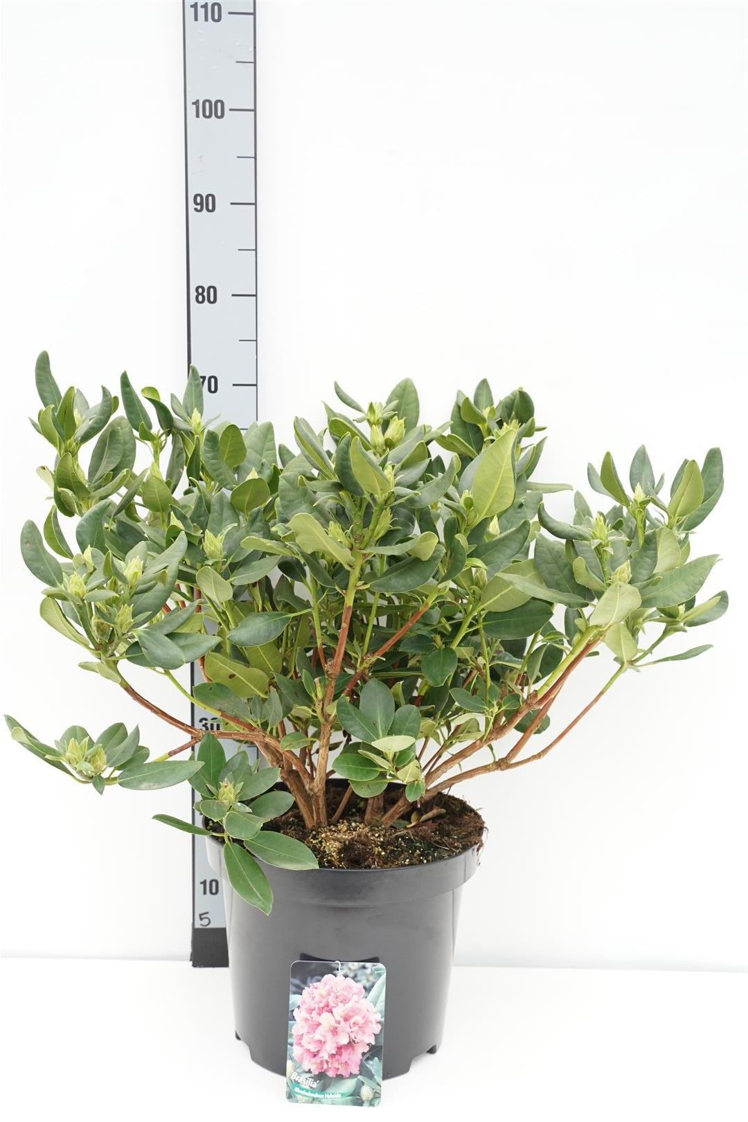 Rhododendron (Y) &
