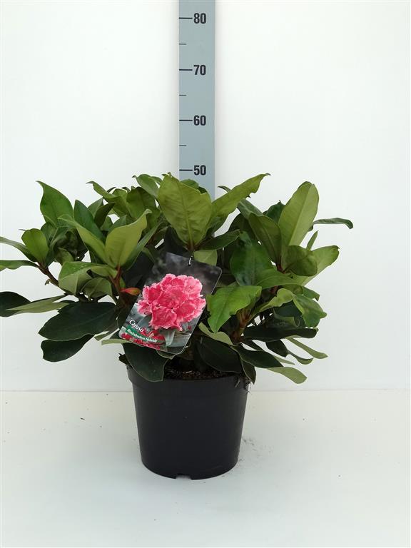 Rododendron &