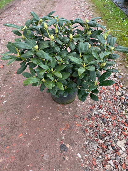 Rhododendron &