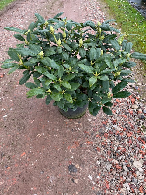 Rhododendron &