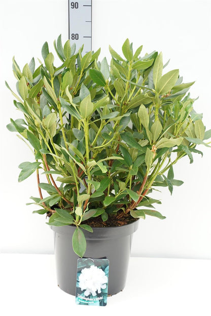 Rhododendron &