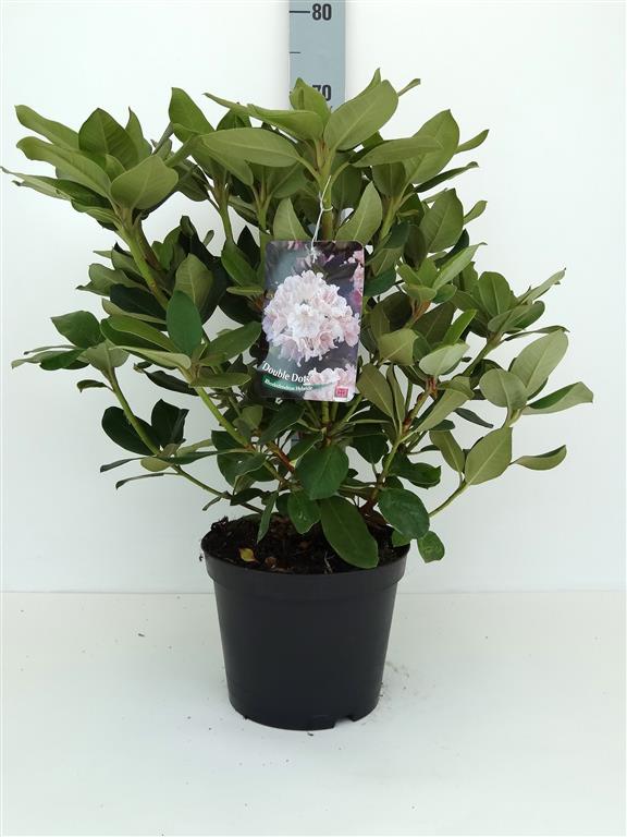 Rhododendron &