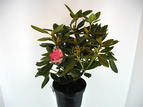 Rhododendron "Dr HC Dresselhuys"