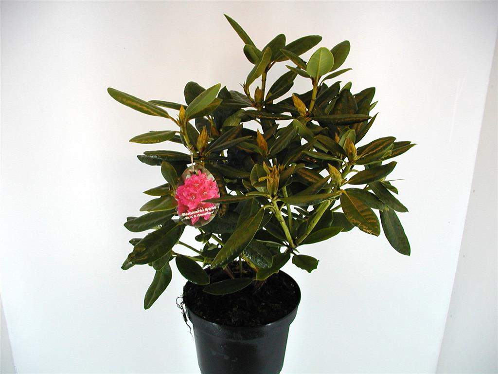 Rhododendron &