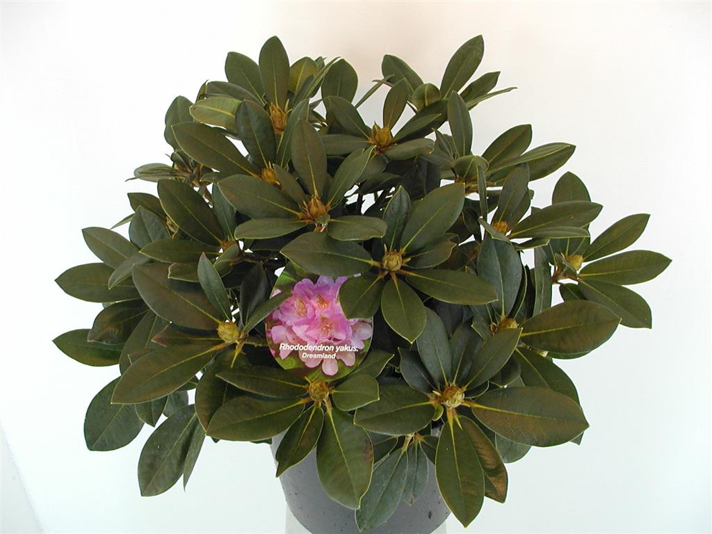 Rododendron (Y) &