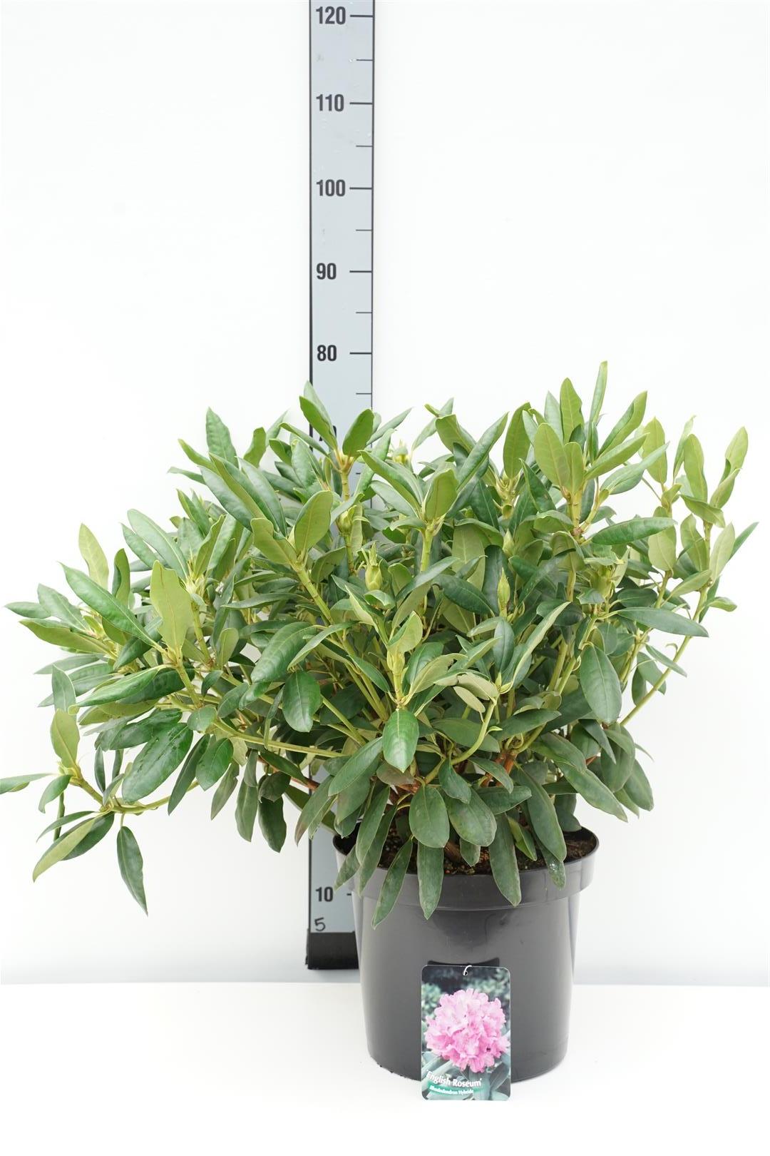 Rhododendron &