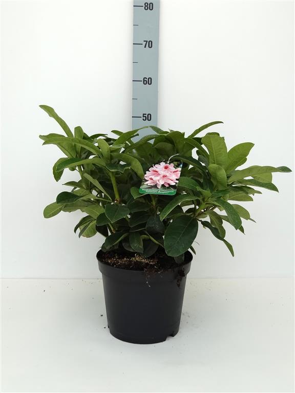 Rhododendron &