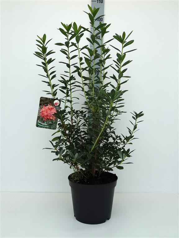 Rhododendron &