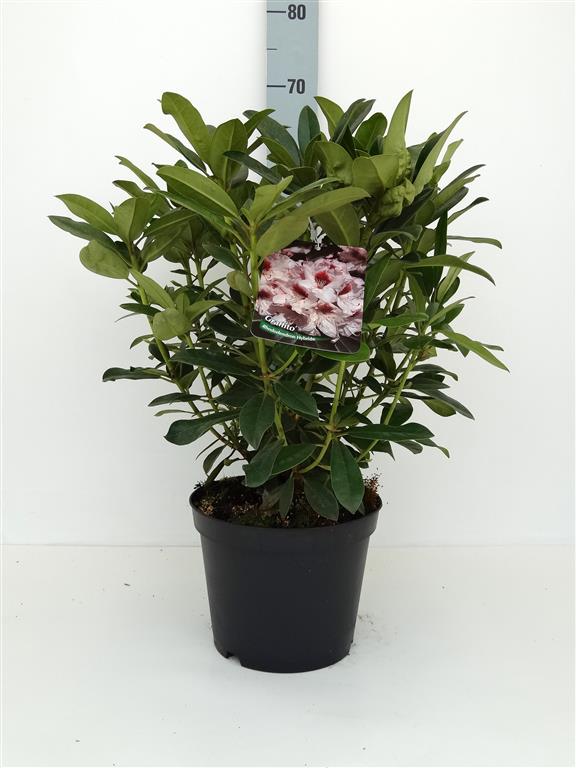 Rhododendron &
