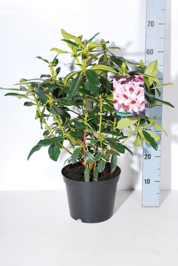 Rhododendron &