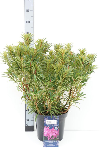Rhododendron &