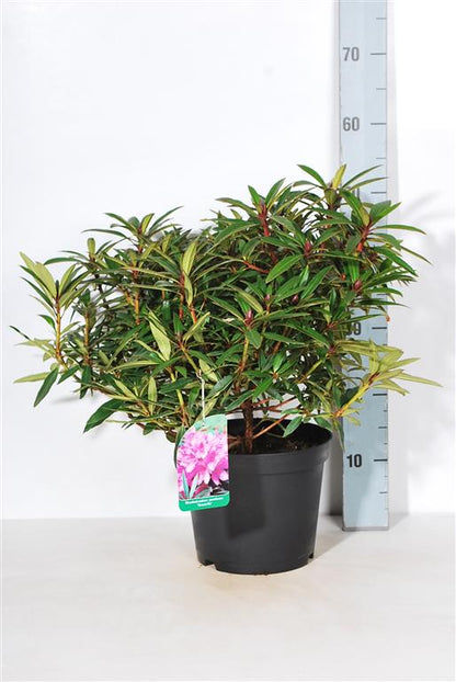 Rhododendron &