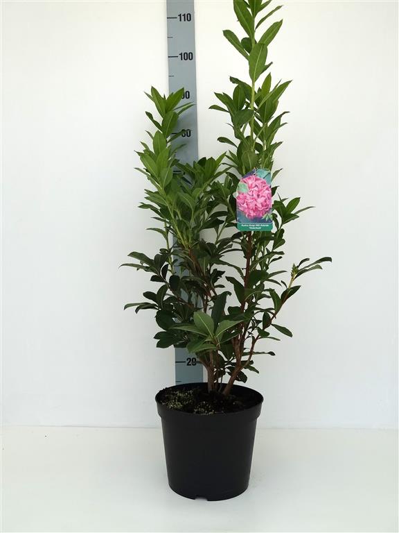 Rhododendron (AK) &