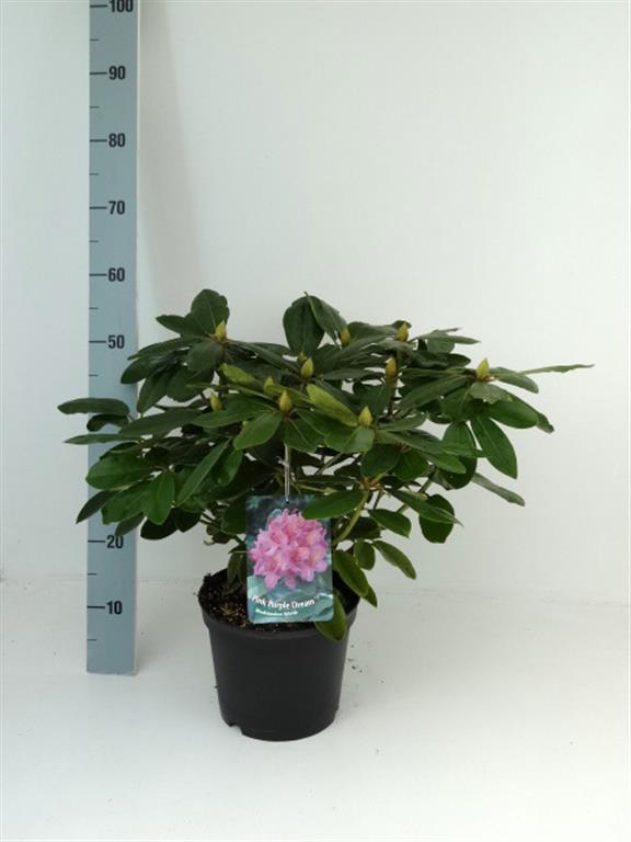 Rhododendron h. &