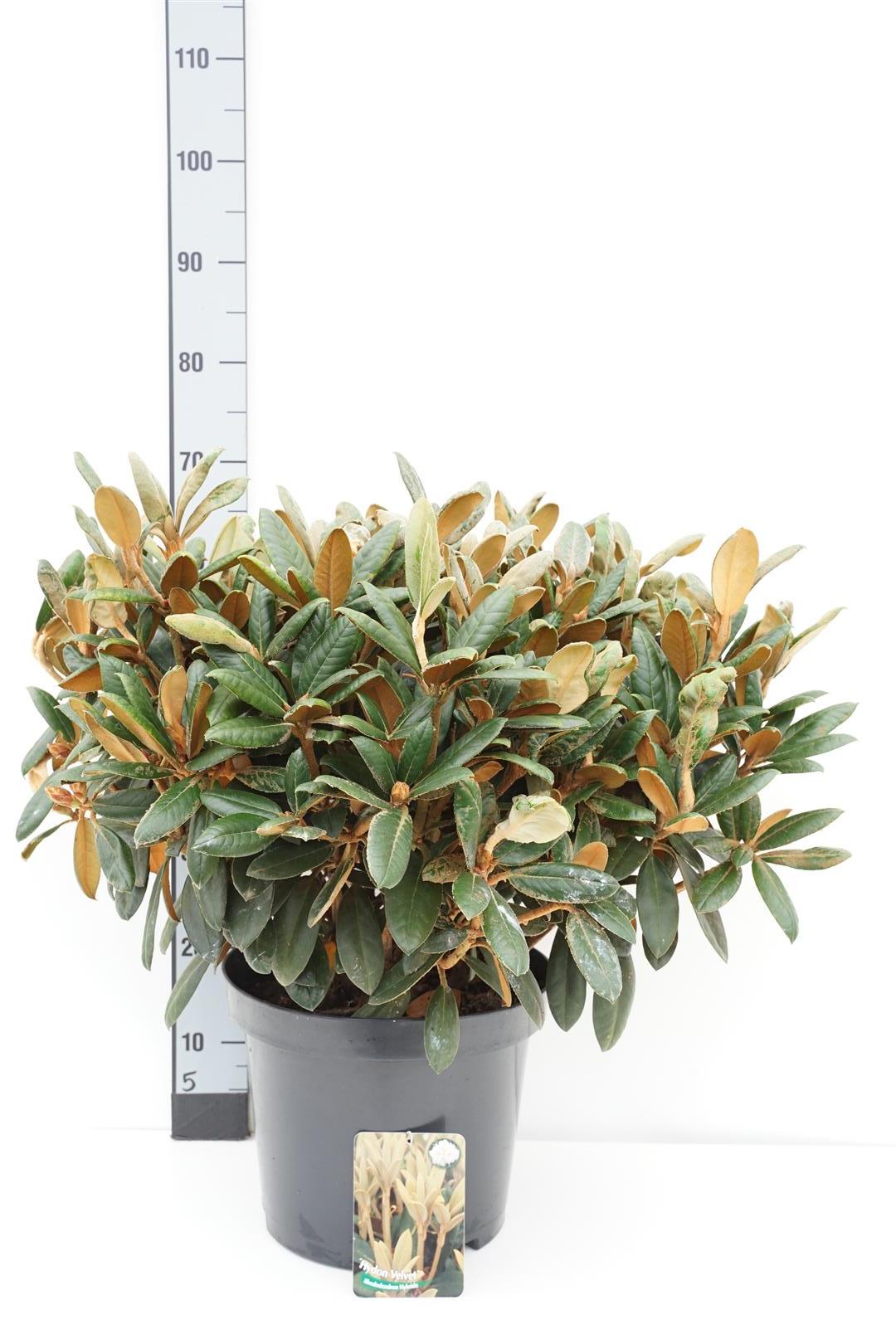 Rhododendron &