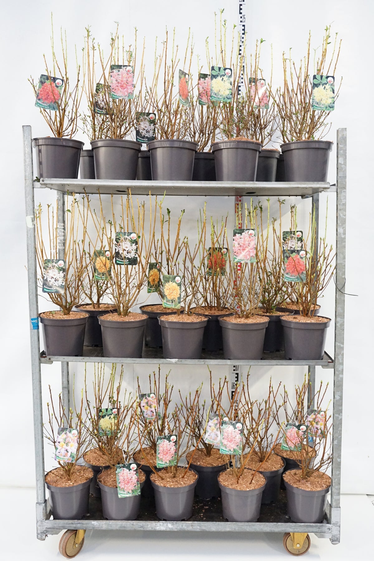 Rhododendron i sorter (Aromatic) C5 (5 liters kruka) 40-50 cm