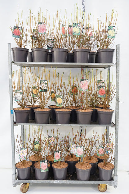 Rhododendron, väldoftande sorter C5 (5 liters kruka) 40-50 cm