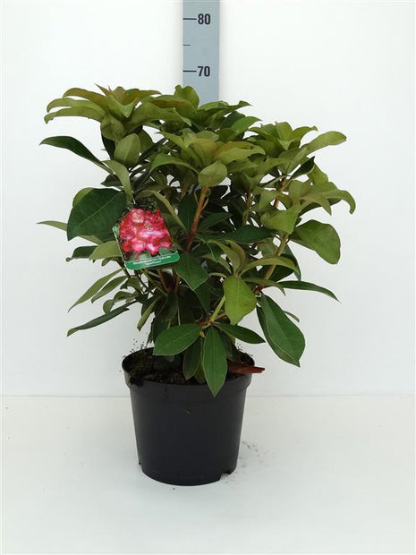 Rhododendron 'Junifeuer'