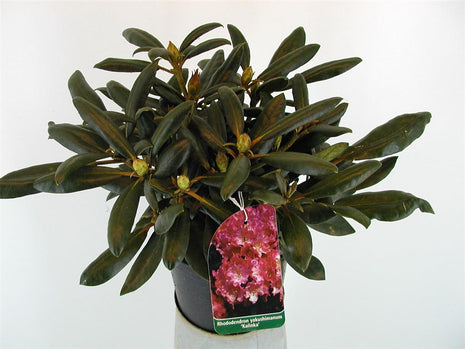 Rhododendron (Y) 'Kalinka'