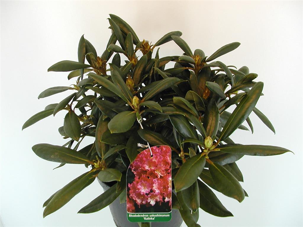 Rododendron (Y) &