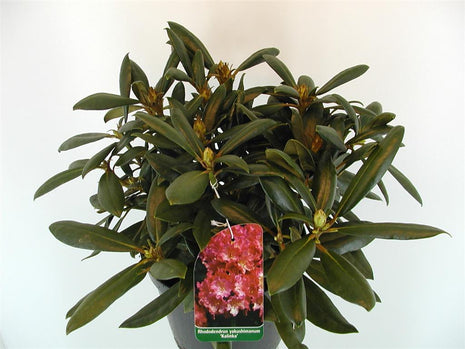 Rhododendron (Y) 'Kalinka'