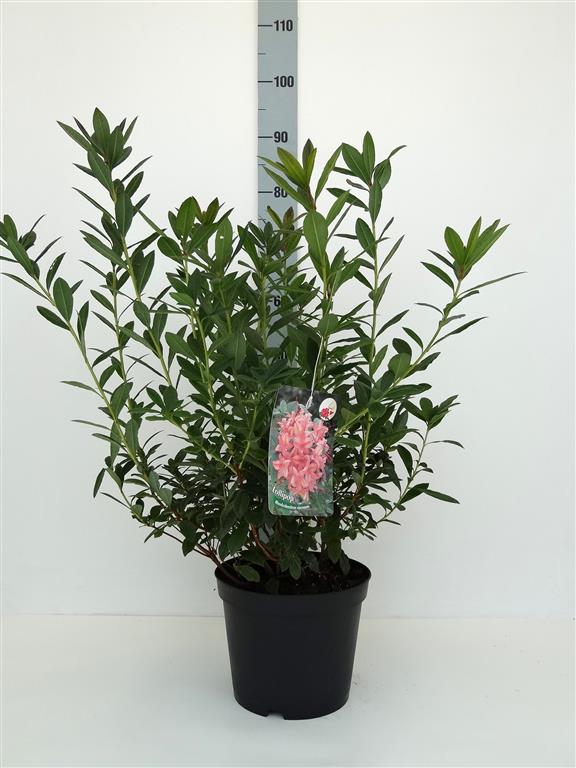 Rhododendron &