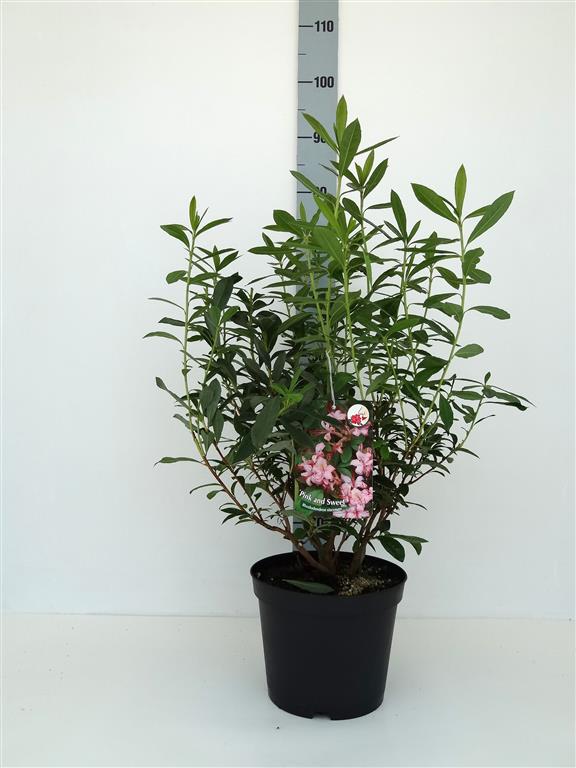 Rhododendron lut. &