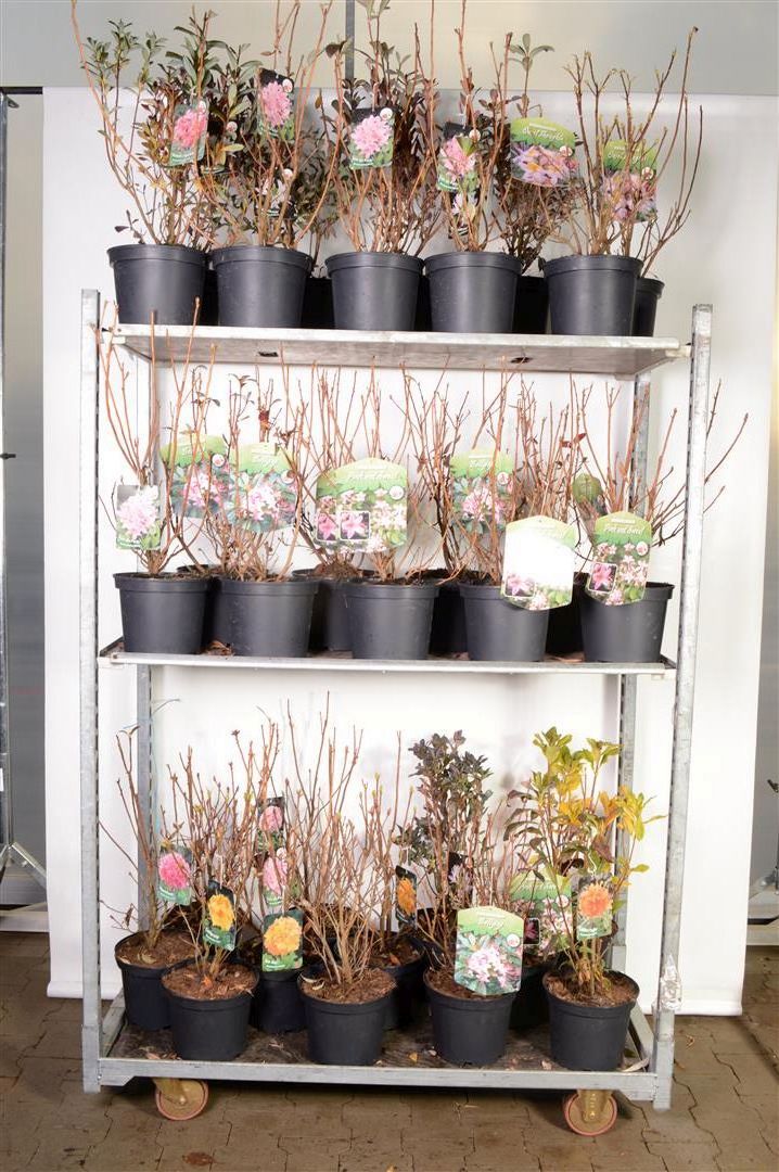 Rhododendron luteum C5 (5 liters kruka) 30-40 cm
