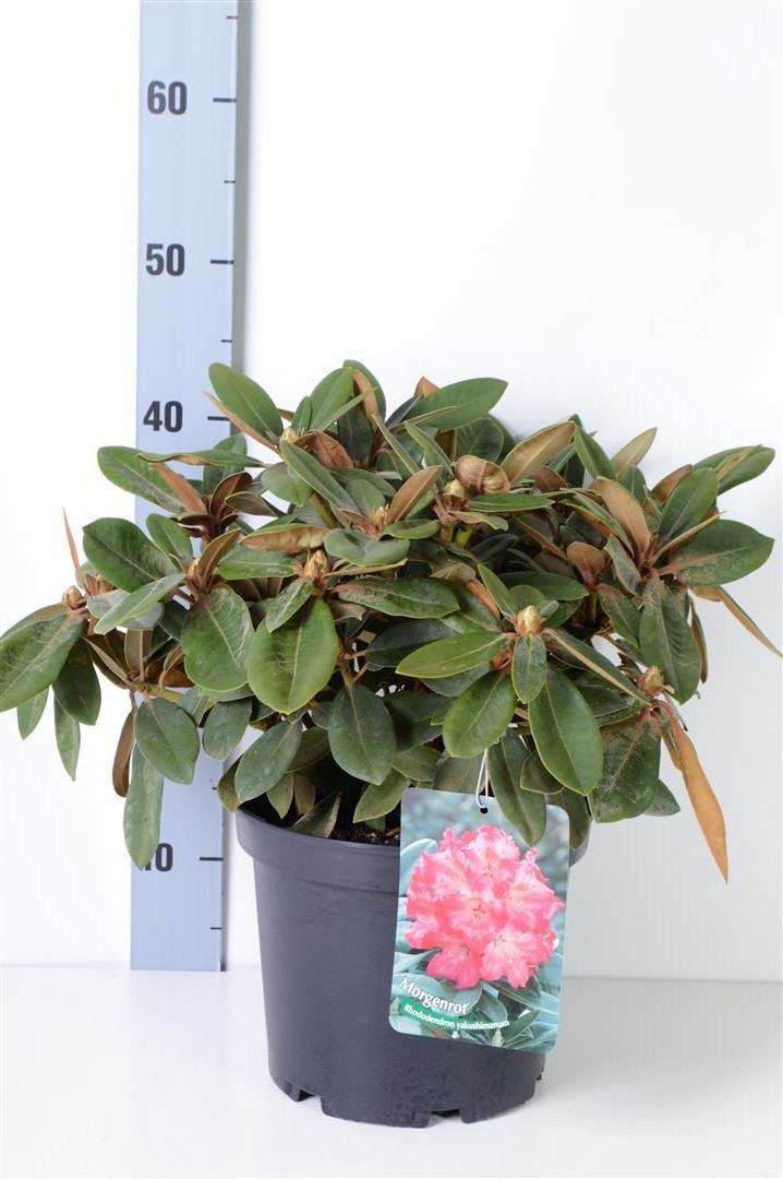 Rhododendron (Y) &