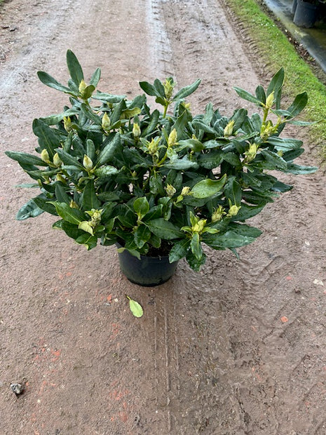 Rhododendron 'Nova Zembla'