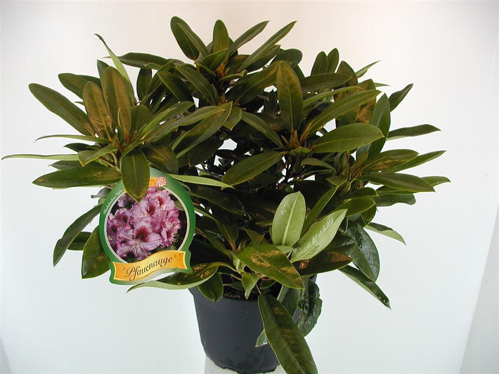 Rododendron &