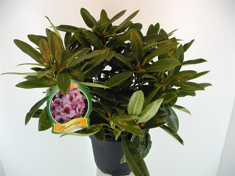 Rhododendron "Pfauenauge"