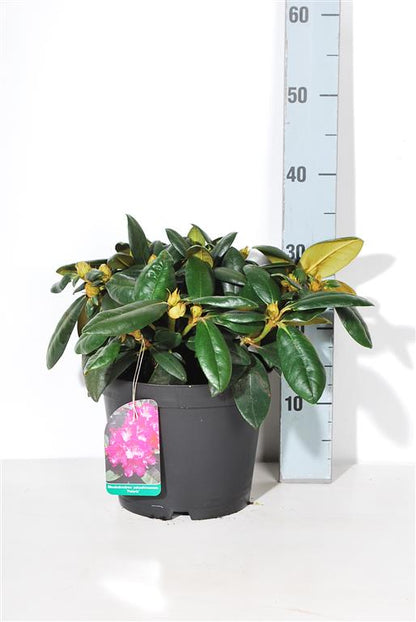Rhododendron (Y) &