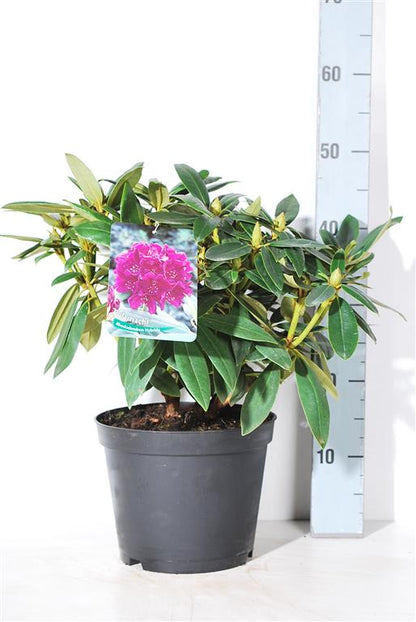 Rhododendron &