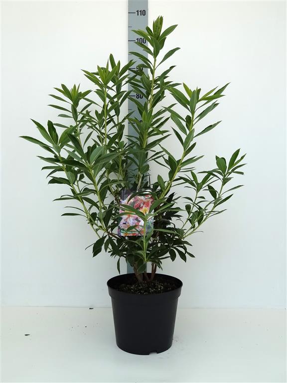 Rhododendron &