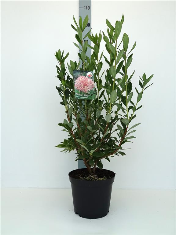 Rhododendron &