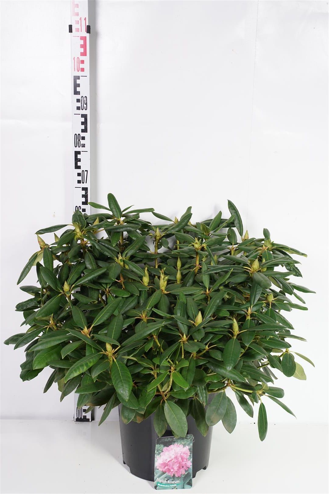 Rhododendron &