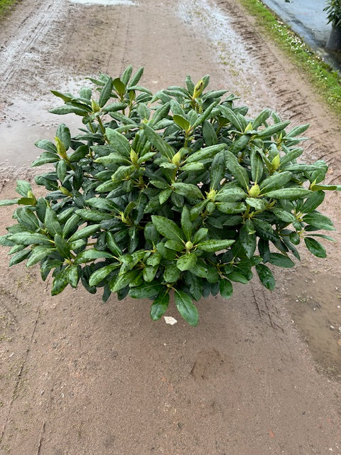 Rhododendron &