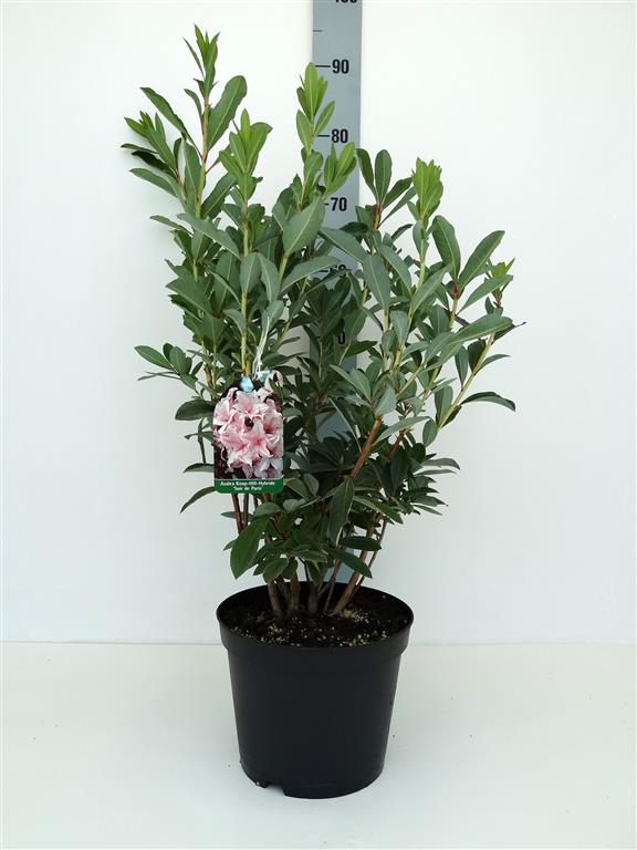 Rhododendron (AV) &