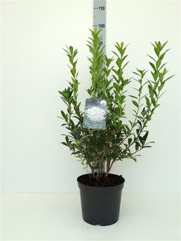 Rhododendron &