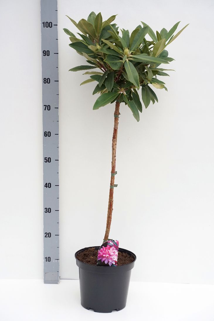 Rododendron Yakushimanum mix - 60 CM STEM C5/P23