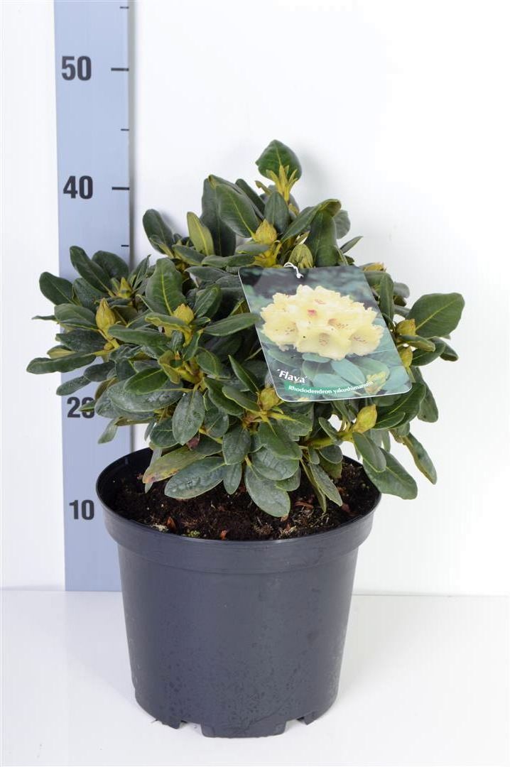 Rhododendron (Y) &